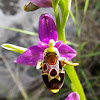 Woodcock Bee-orchid, roščićasta kokica