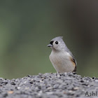 Tufted Titmouse