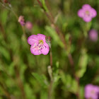 Unknown Pink Flower
