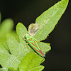 Candy striped leafhopper