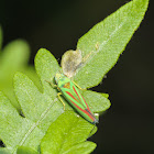 Candy striped leafhopper
