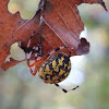 Marbled Orb Weaver