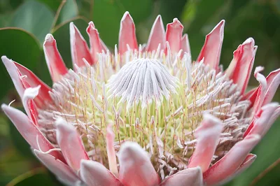 Flowering protea in Kula, Maui. 