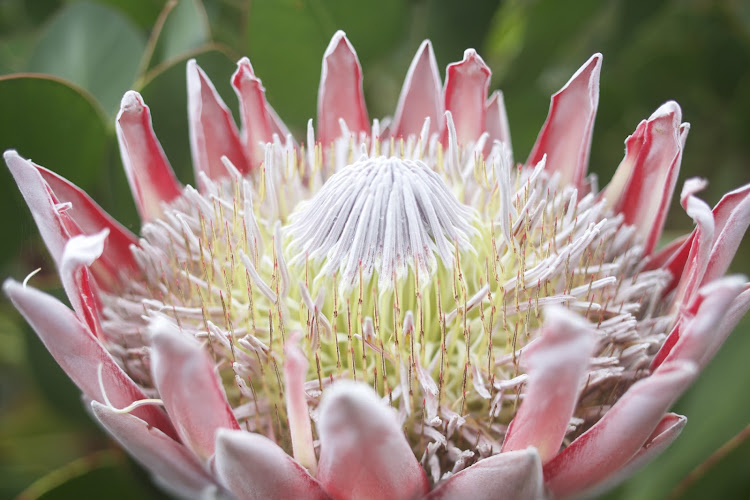 Flowering protea in Kula, Maui. 