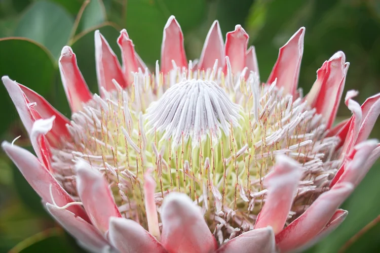Flowering protea in Kula, Maui. 