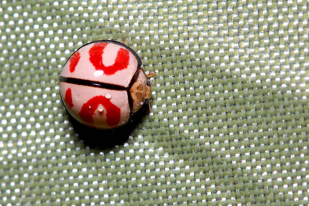 Ladybug