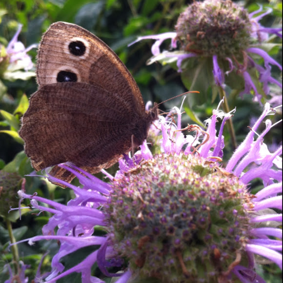 Common Wood Nymph Project Noah