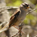 White-crowned Sparrow