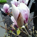 Saucer Magnolia or Tulip tree