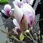 Saucer Magnolia or Tulip tree