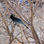 Steller's Jay