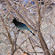 Steller's Jay