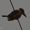 stork-billed kingfisher