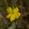 Erect Guinea-flower