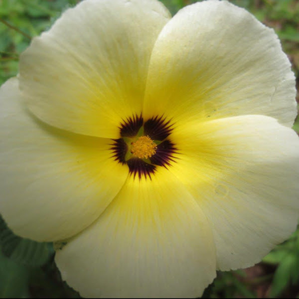 White buttercup | Project Noah