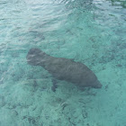 Manatee