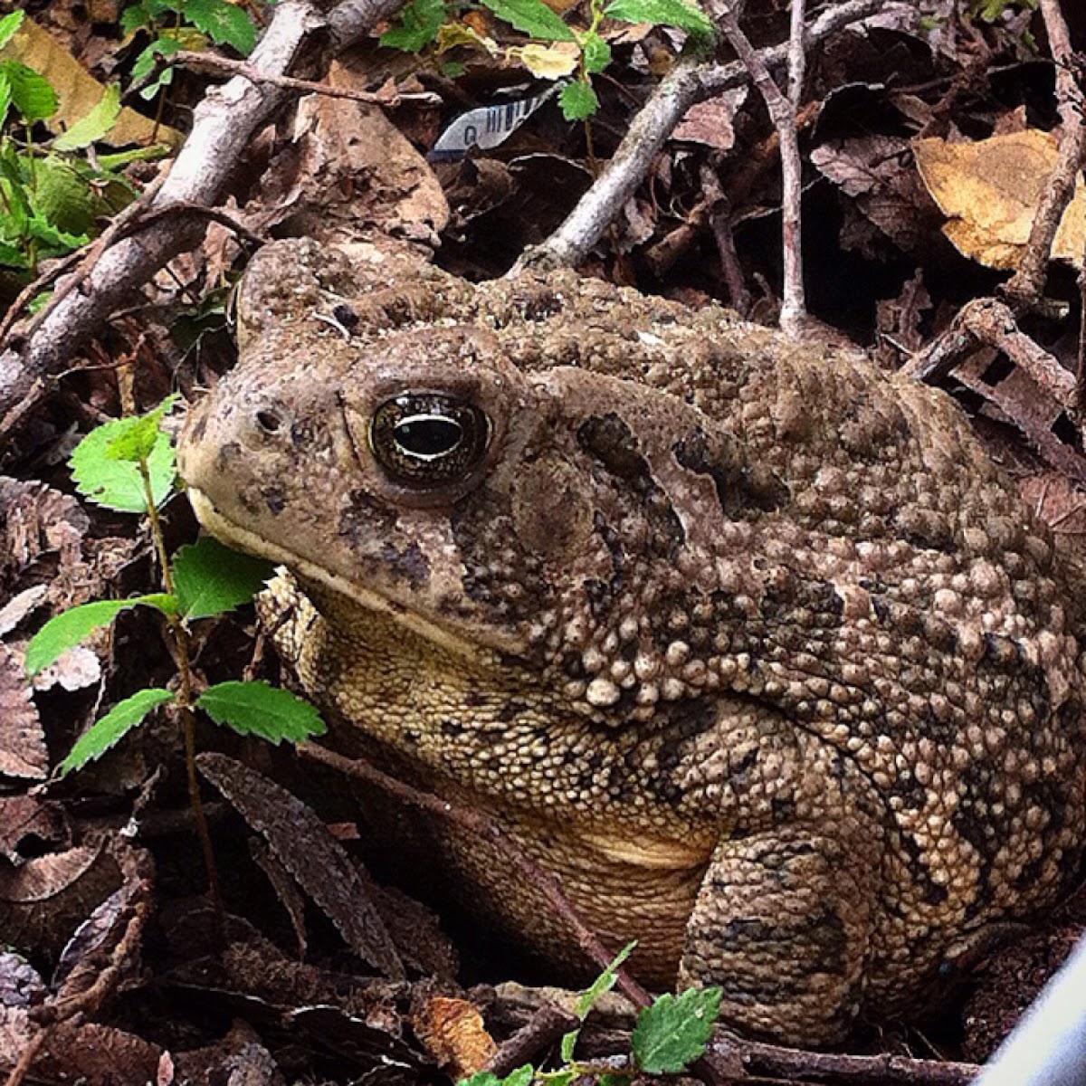 Texas Toad