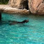 California Sea Lion 