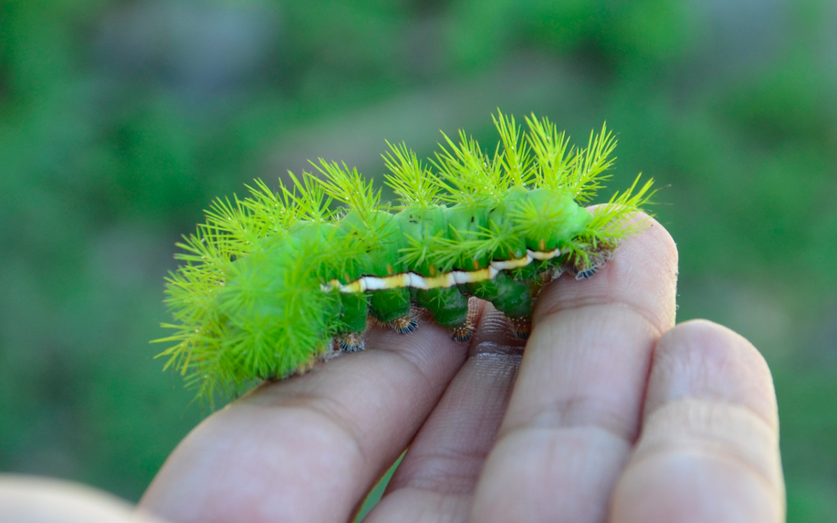 Automeris caterpillar