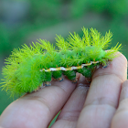 Automeris caterpillar