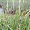 English Cord Grass