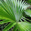 Chinese fan palm