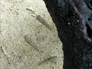 Mudskipper