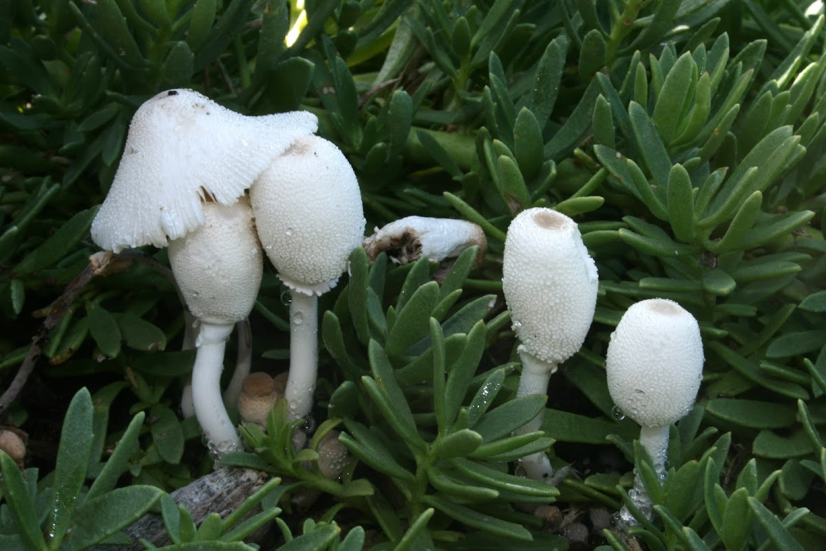 Leucocoprinus cepistipes