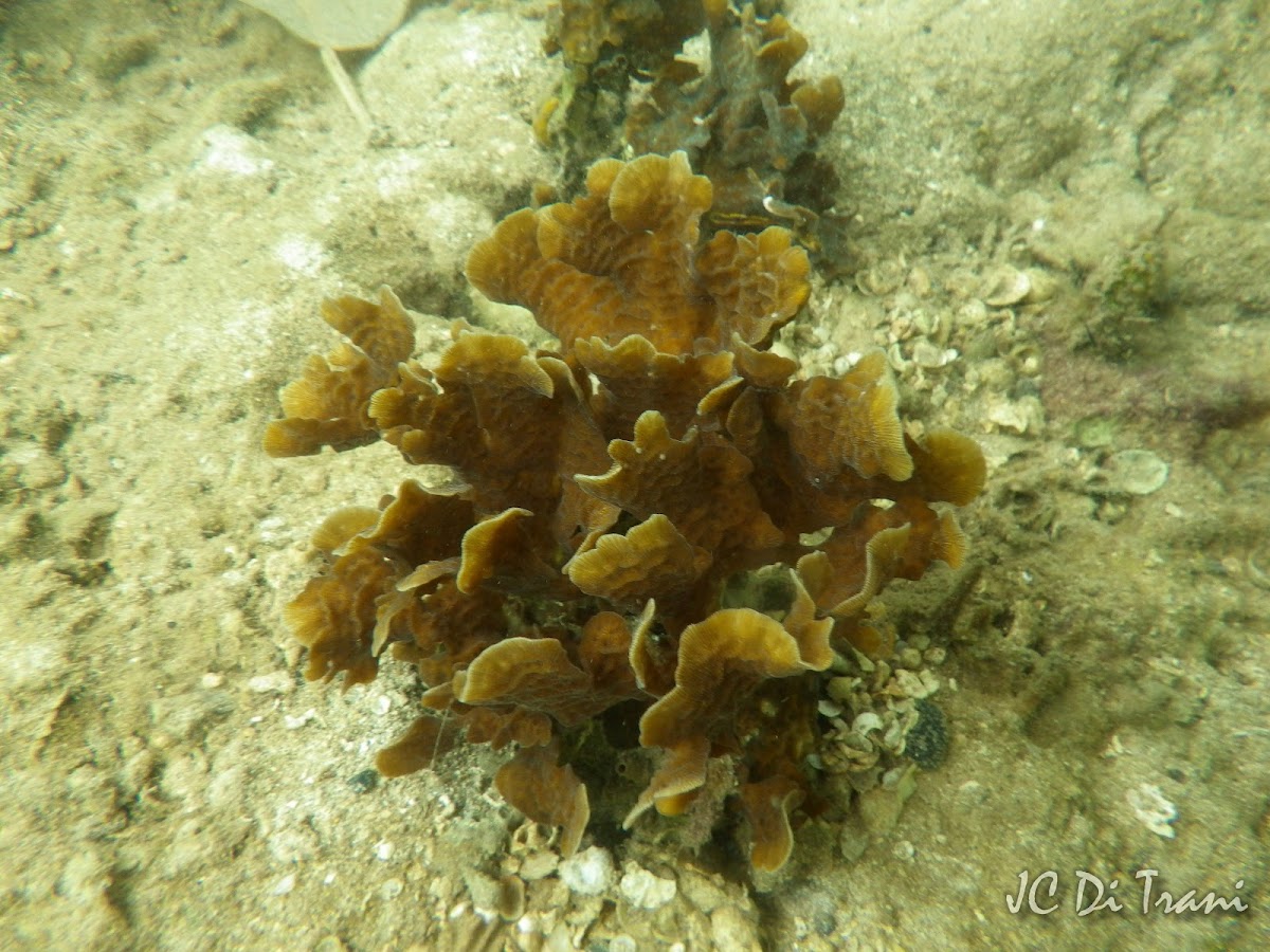 Thin Leaf Lettuce Coral Project Noah