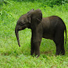 African Elephant (newborn)