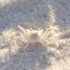 Ghost crab (sand crab)