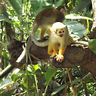 Squirrel Monkey