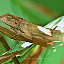 Oriental garden lizard