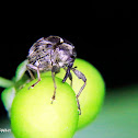 Weevil