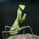 Mantodea