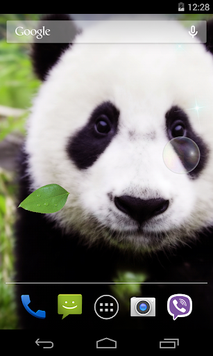 Panda Live Wallpaper