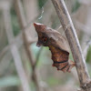 Pipevine Swallowtail Chrysalis (empty)