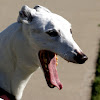 Greyhound dog