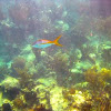 Yellowtail snapper