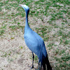 Blue Crane