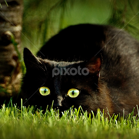 The black devil by MIhail Syarov - Animals - Cats Playing
