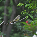 Great crested flycatcher