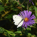 Cabbage White Butterfly - Male