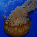 Sea Nettle Jellyfish