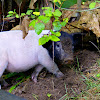 Wild Pig or Pig/Wild Varken of Varken