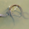 Northern Banded Water Snake