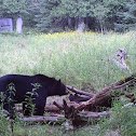 American Black Bear