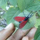 Spotted Oleander Caterpillar Moth