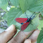 Spotted Oleander Caterpillar Moth