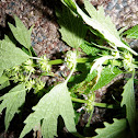 Motherwort